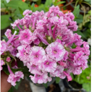 Флокс метельчатый Беляночка и Розочка (р8)