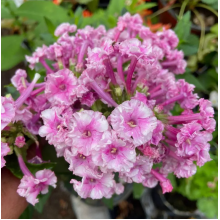 Флокс метельчатый Беляночка и Розочка (р8)