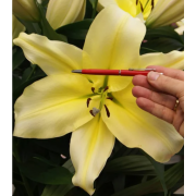 Луковица лилии Биг Бразер (ОТ-гибрид)