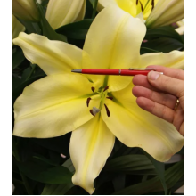 Луковица лилии Биг Бразер (ОТ-гибрид) Луковица лилии Биг Бразер (ОТ-гибрид)