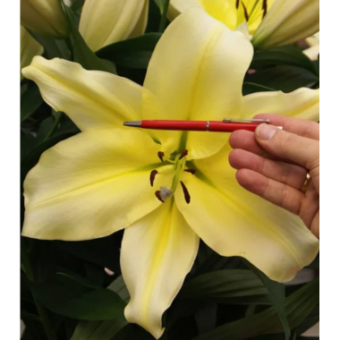 Луковица лилии Биг Бразер (ОТ-гибрид)