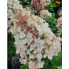 Гортензия метельчатая Би Свит  (`BS`) (р7)