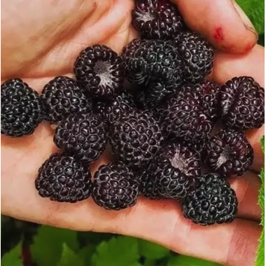 Малина Блэк Джевел (р9)