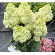 Гортензия метельчатая Бломулус Циркус (р9)