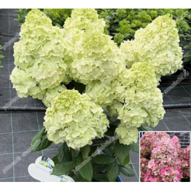 Гортензия метельчатая Бломулус Циркус (р9)