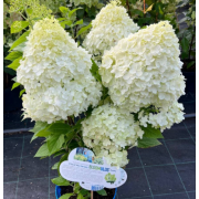 Гортензия метельчатая Бломулус Флуффа (р9)