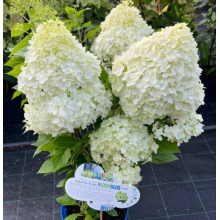 Гортензия метельчатая Бломулус Флуффа (р7) Гортензия метельчатая Бломулус Флуффа (р7)