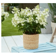 Гортензия метельчатая Бломулус Кумулус  (р9)