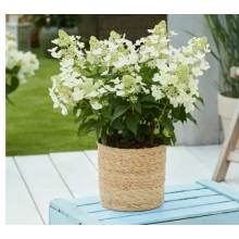 Гортензия метельчатая Бломулус Кумулус (р7) Гортензия метельчатая Бломулус Кумулус (р7)