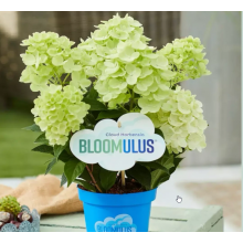 Гортензия метельчатая Бломулус Стратикс (р7) Гортензия метельчатая Бломулус Стратикс (р7)