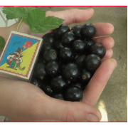 Смородина черная Черный Бумер (ОКС)