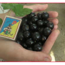 Смородина черная Черный Бумер (ОКС)