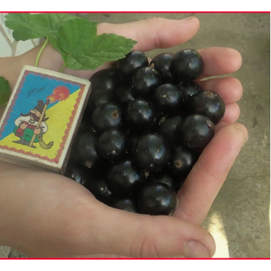 Смородина черная Черный Бумер (ОКС)