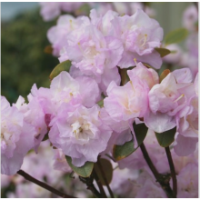 Рододендрон Эйприл Рейн (Р9)