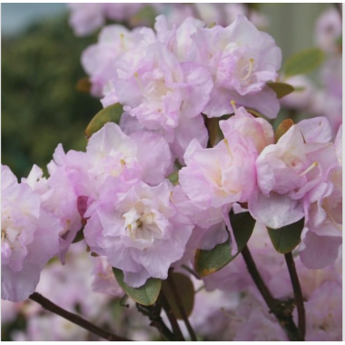 Рододендрон Эйприл Рейн (Р9)