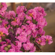 Рододендрон Эйприл Роуз (р9)