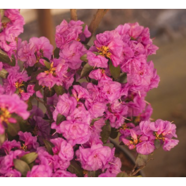Рододендрон Эйприл Роуз (р9)