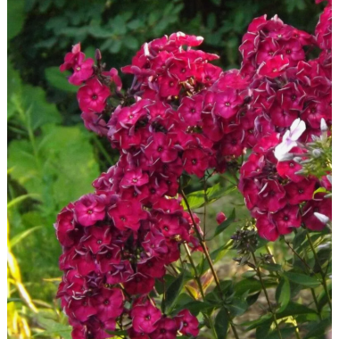 Флокс метельчатый Эсмеральда (р9)