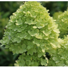 Гортензия метельчатая Форевер энд Эвер Лаймгрин (р8) Гортензия метельчатая Форевер энд Эвер Лаймгрин (р8)