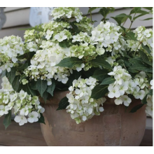 Гортензия Фейри Трейл Вайт каскадная гибридная (р9)
