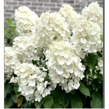 Гортензия метельчатая Фореве энд Эвер Вайт (р9) май 26 Гортензия метельчатая Фореве энд Эвер Вайт (р9) май 26