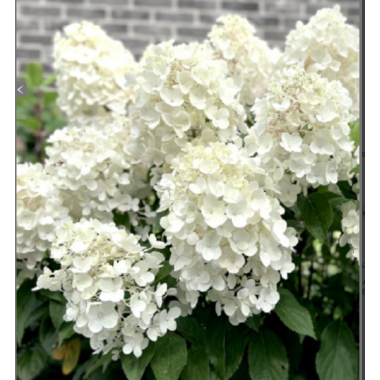 Гортензия метельчатая Фореве энд Эвер  Вайт (р9) май 26