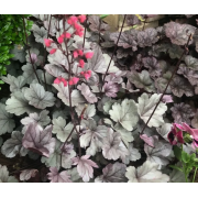 Гейхера Сильвер Гамдроп (р9)