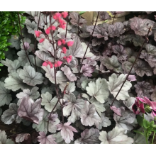 Гейхера Сильвер Гамдроп (р9)