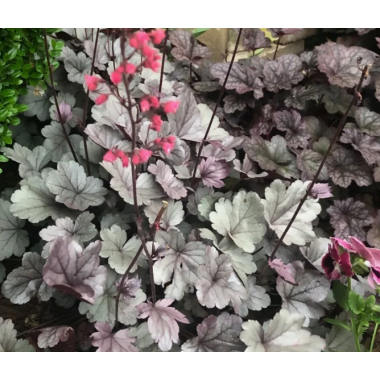 Гейхера Сильвер Гамдроп (р9)