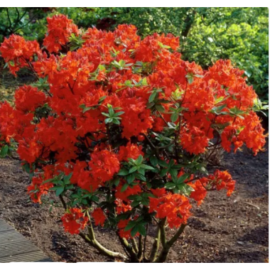 Рододендрон (азалия)  Гибралтар (2 литра)