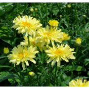 Нивяник (ромашка) Голдфинч (р9) Май 26