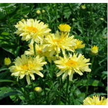 Нивяник (ромашка) Голдфинч (р9) Май 26