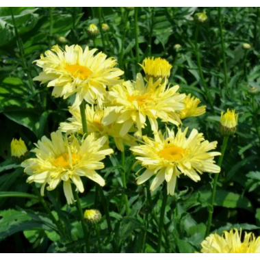 Нивяник (ромашка) Голдфинч (р9) Май 26