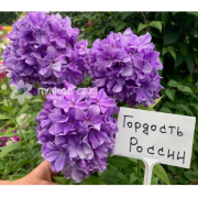 Флокс метельчатый Гордость России (р8)