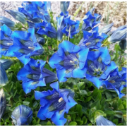 Горечавка динарская (р9)