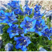 Горечавка динарская (р9)