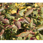 Дерен Гоучаулти (р9)