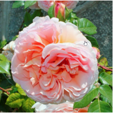 Роза Графиня Воронцова (плетистая)