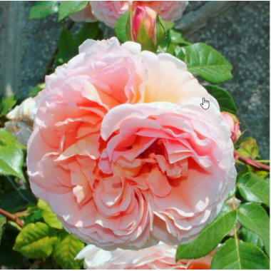 Роза Графиня Воронцова (плетистая)