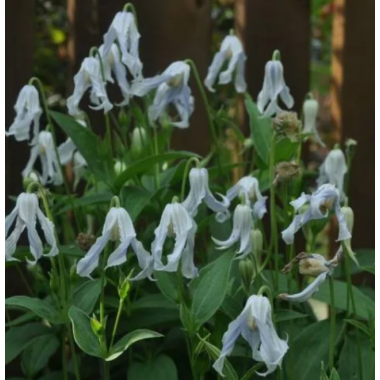 Клематис Хакури (р9)