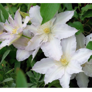 Клематис Халина Нолл (ОКС)