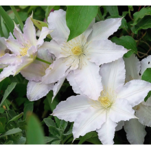 Клематис Халина Нолл (ОКС) Клематис Халина Нолл (ОКС)