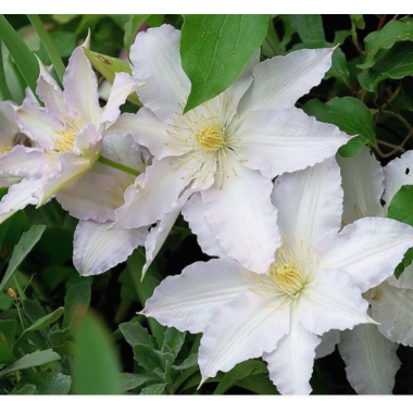 Клематис Халина Нолл (ОКС)