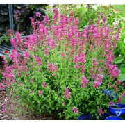 Иссоп Розеум (р9) Май 2026 