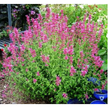 Иссоп Розеум (р9) Май 2026 