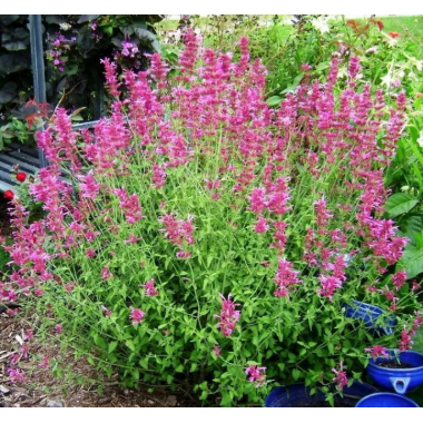 Иссоп Розеум (р9) Май 2026 