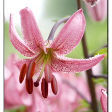 Луковица лилии Канди Монинг ( 18/20) Мартагон