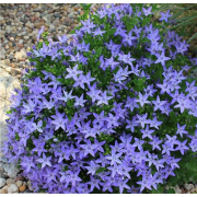 Колокольчик Гарганский