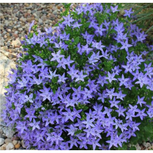 Колокольчик Гарганский