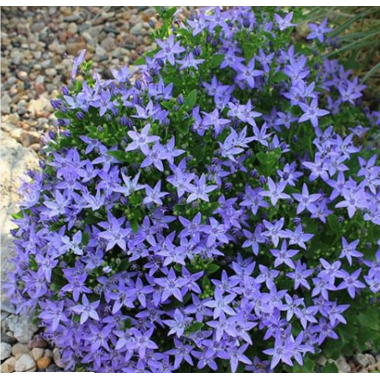 Колокольчик Гарганский